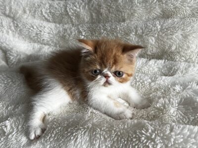 Orange tabby and white