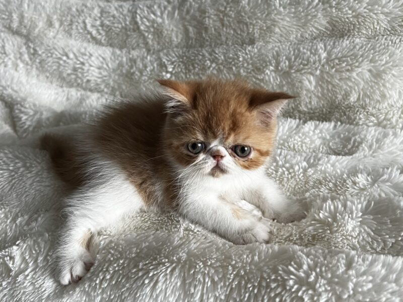 Orange tabby and white