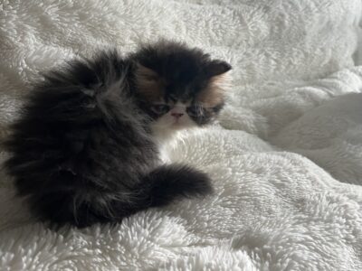 Brown patched tabby and white