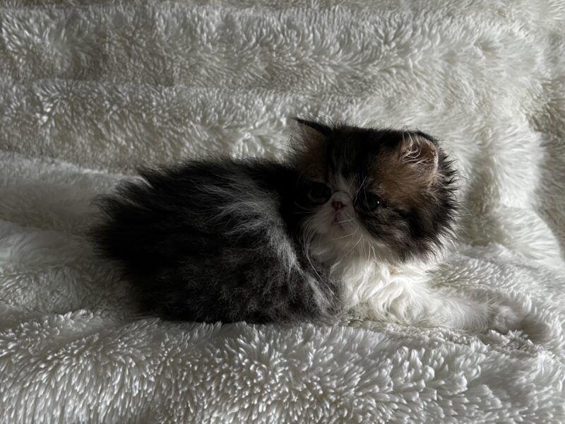 Brown patched tabby and white