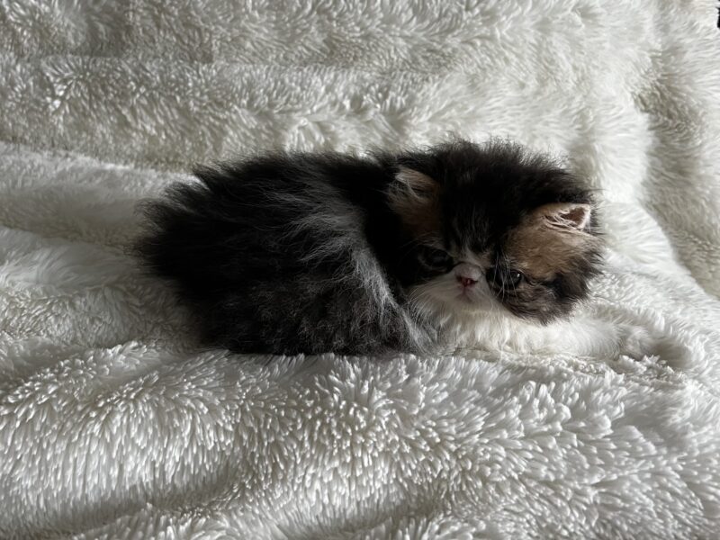 Brown patched tabby and white
