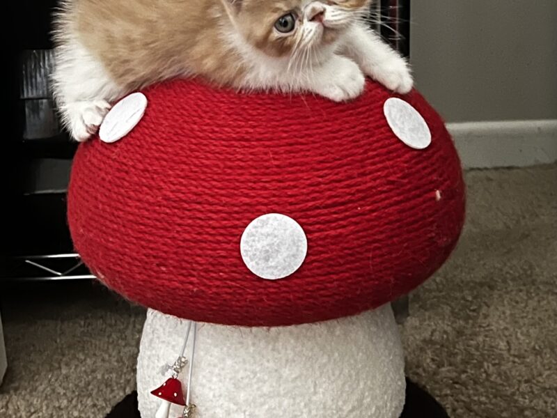 Orange tabby and white