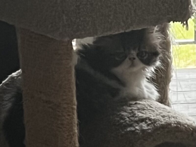 Brown patched tabby and white