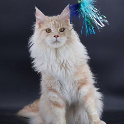 Majestic Creatures LLC