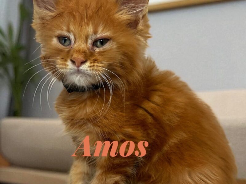 Purebred Maine coon kittens