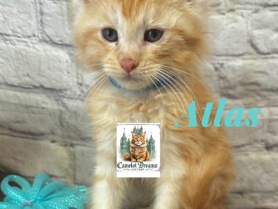 Purebred Maine coon kittens