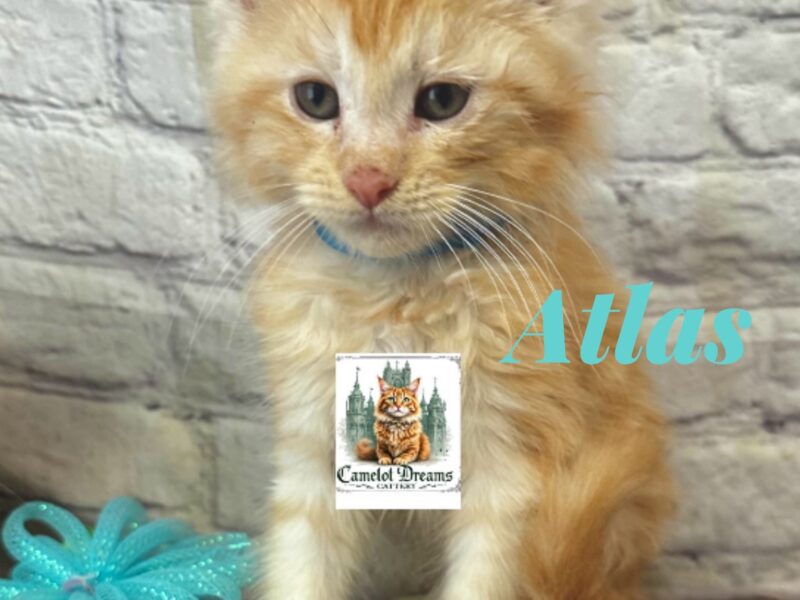 Purebred Maine coon kittens
