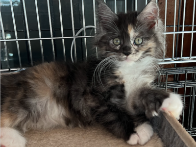 My Maine Coon Cattery Offering The Best Maine Coon Kittens in Connecticut! Quatro