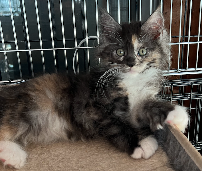 My Maine Coon Cattery Offering The Best Maine Coon Kittens in Connecticut! Quatro