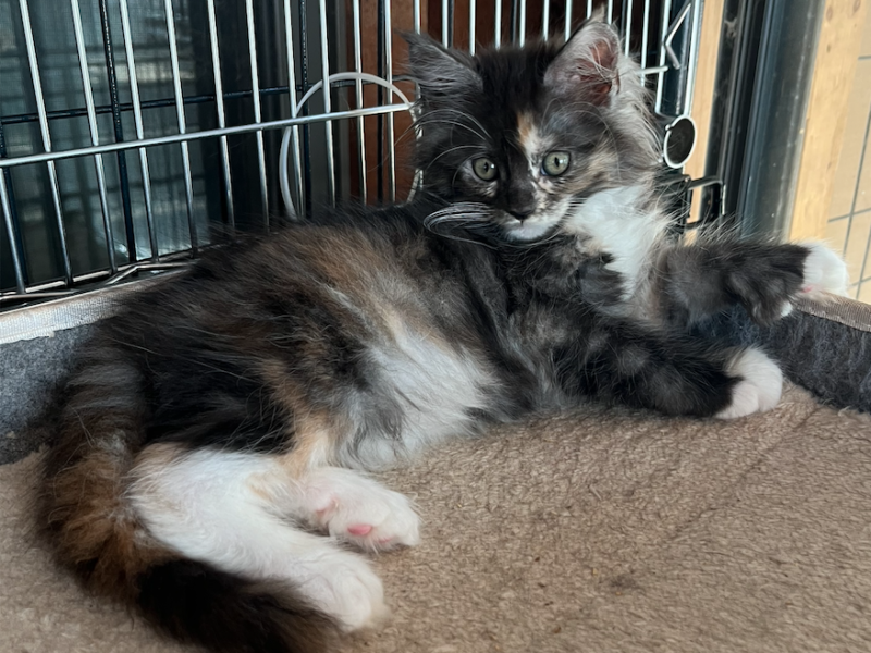 My Maine Coon Cattery Offering The Best Maine Coon Kittens in Connecticut! Quatro