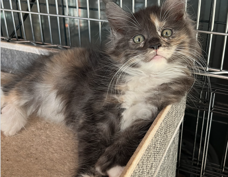 My Maine Coon Cattery Offering The Best Maine Coon Kittens in Connecticut! Quatro