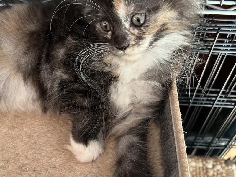 My Maine Coon Cattery Offering The Best Maine Coon Kittens in Connecticut! Quatro