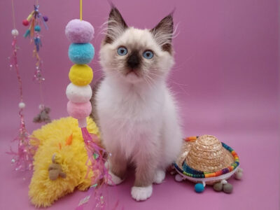 Hearthrob Ragdolls