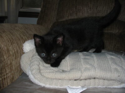 Black Tuxedo kittens