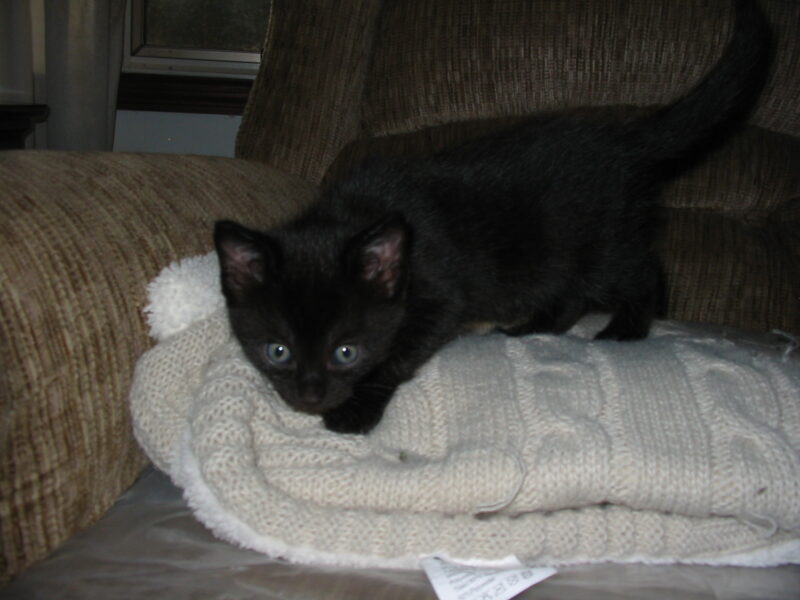 Black Tuxedo kittens