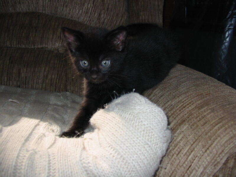 Black Tuxedo kittens