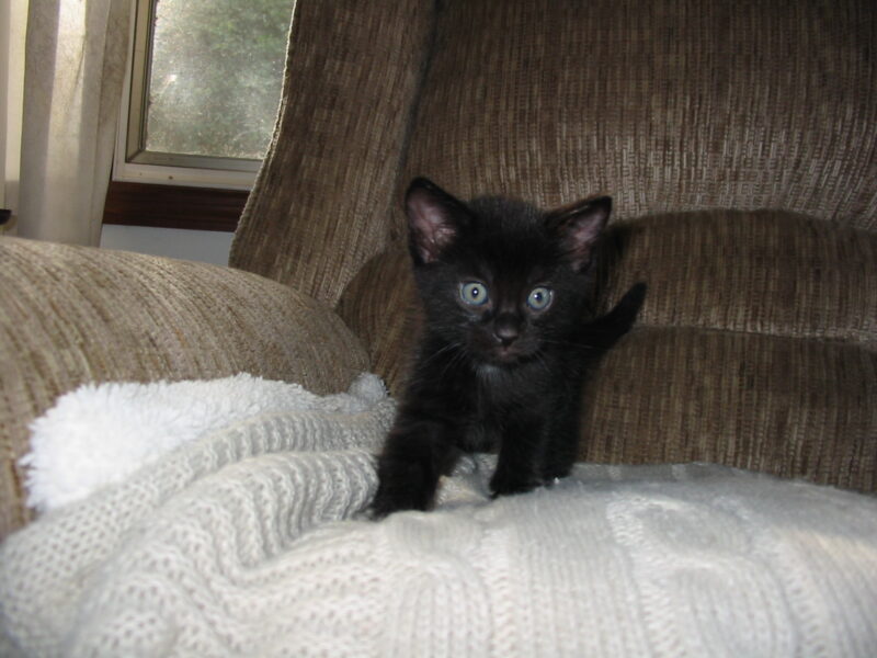 Black Tuxedo kittens
