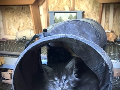Maine coon Male