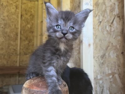 Maine coon male