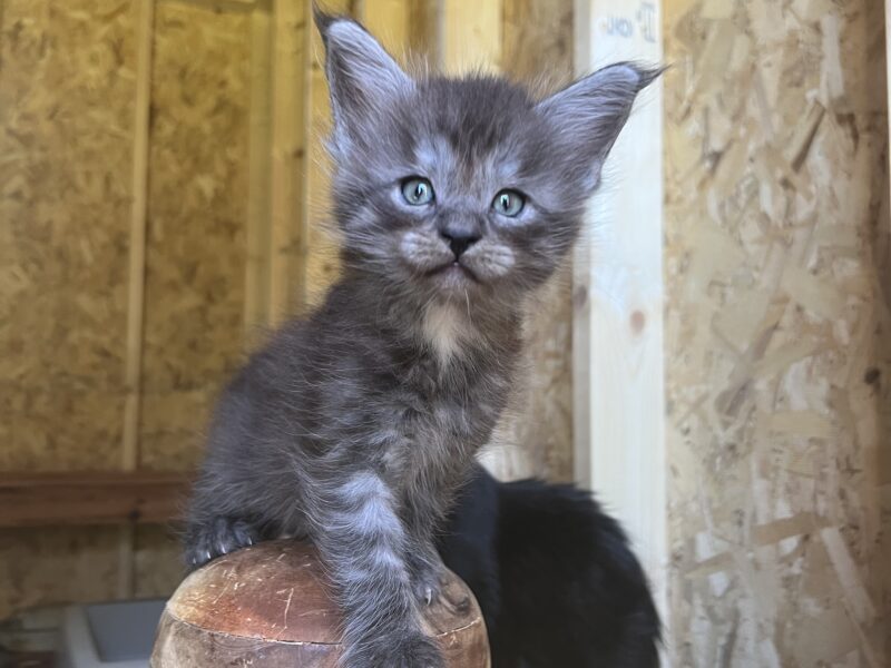 Maine coon male