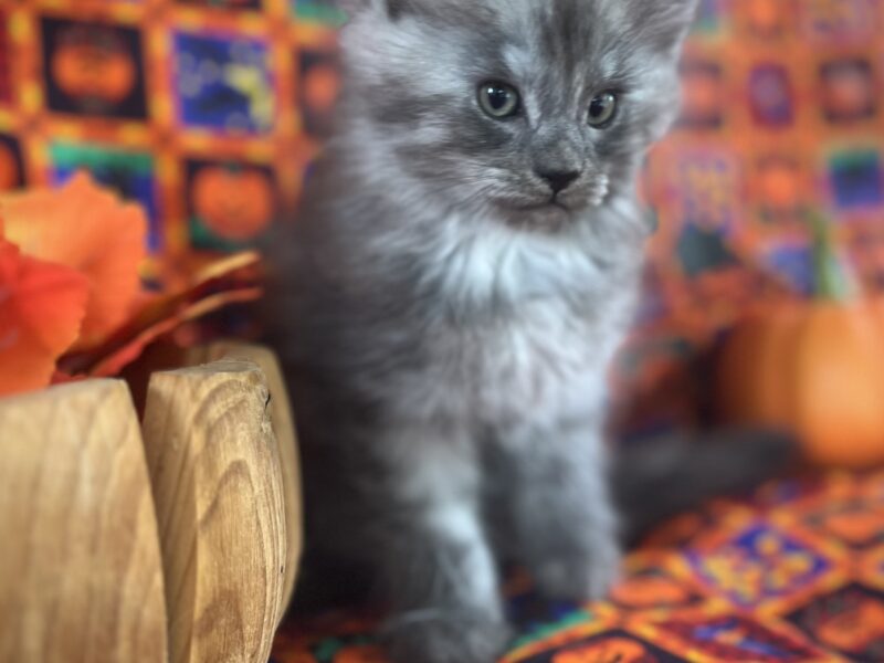 Maine coon male