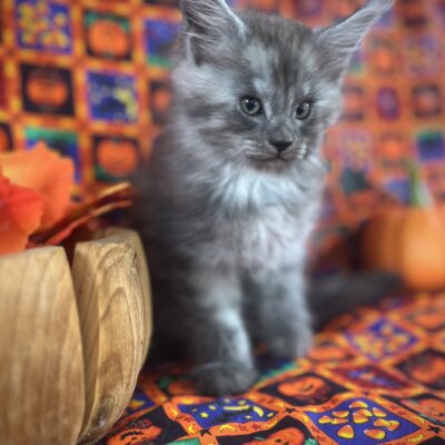 Perfection Maine Coons