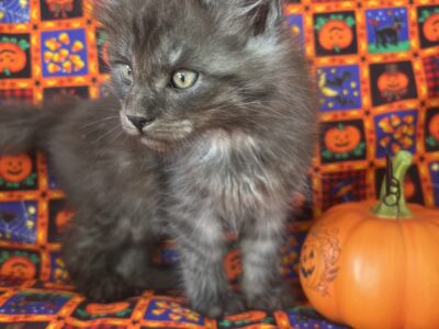 Maine Coon Male