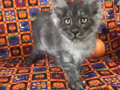 Maine Coon Female