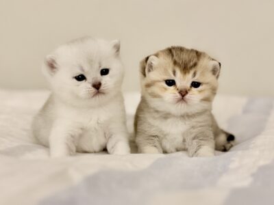 Coco& Biscuit