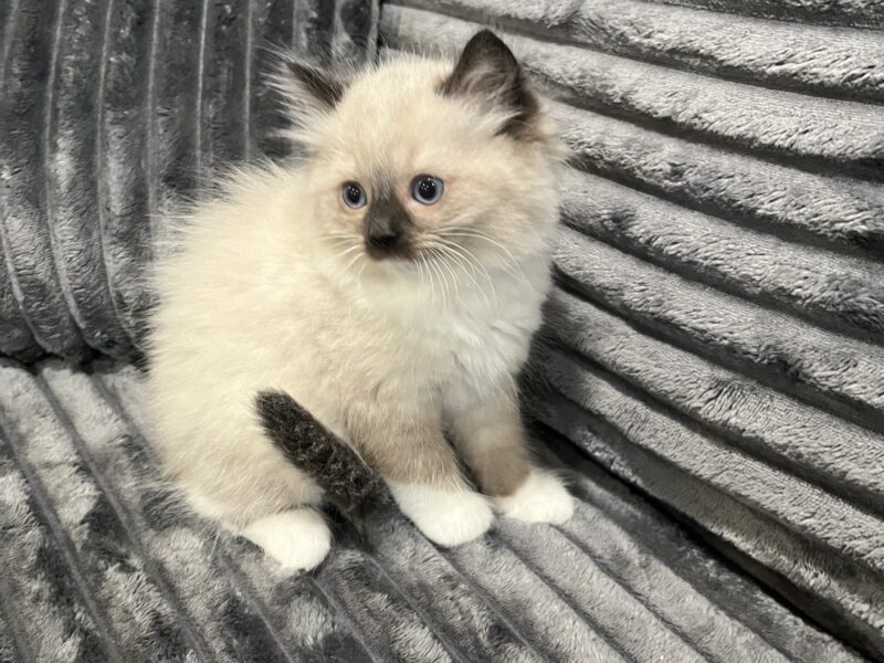 Ragdoll kittens!