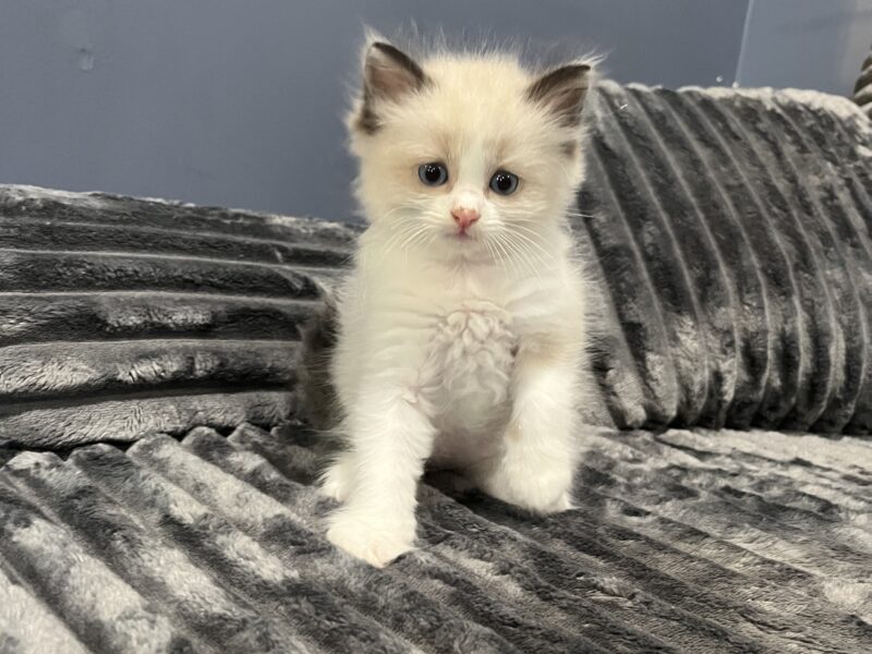 Ragdoll kittens!