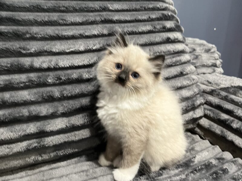 Ragdoll kittens!