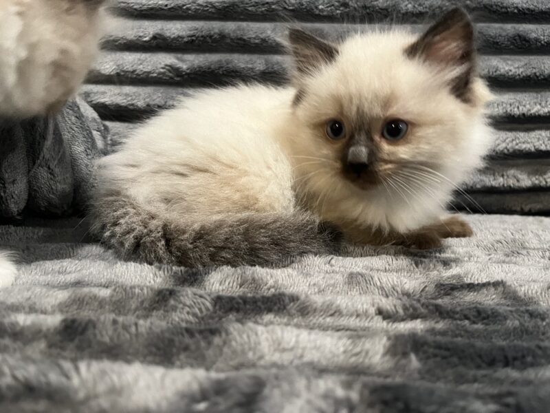 Ragdoll kittens!