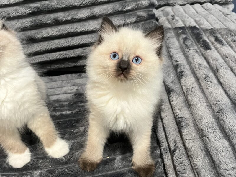 Ragdoll kittens!