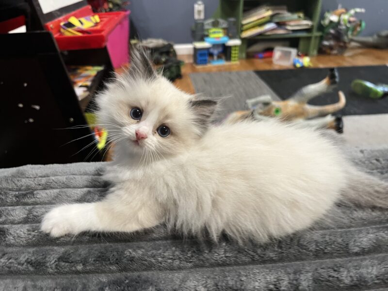 Ragdoll kittens!