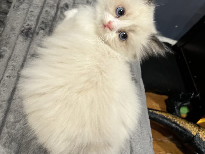 Ragdoll kittens!