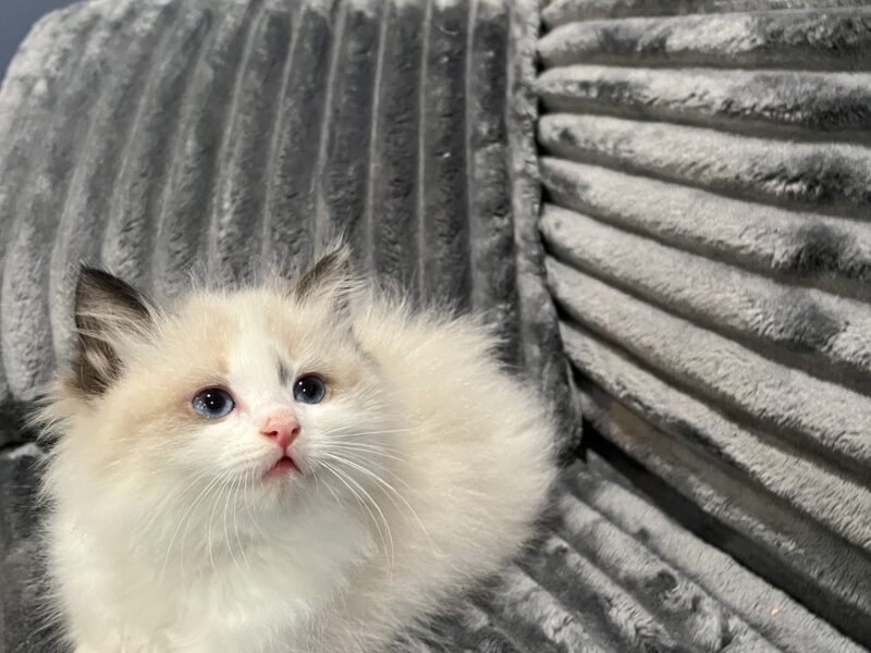Ragdoll kittens!