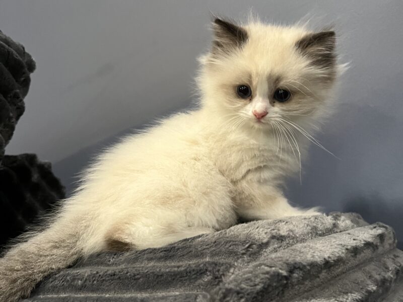 Ragdoll kittens!