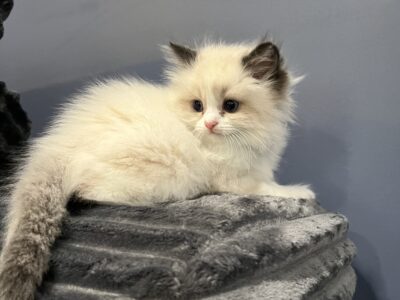 Ragdoll kittens!