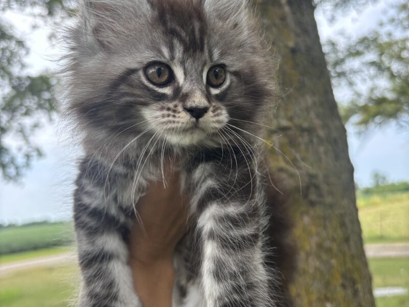 Juniper