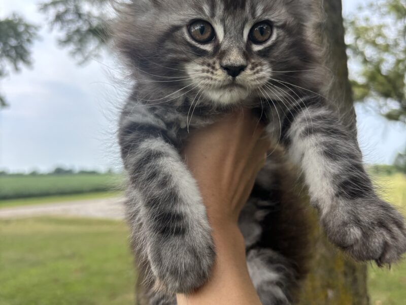 Juniper