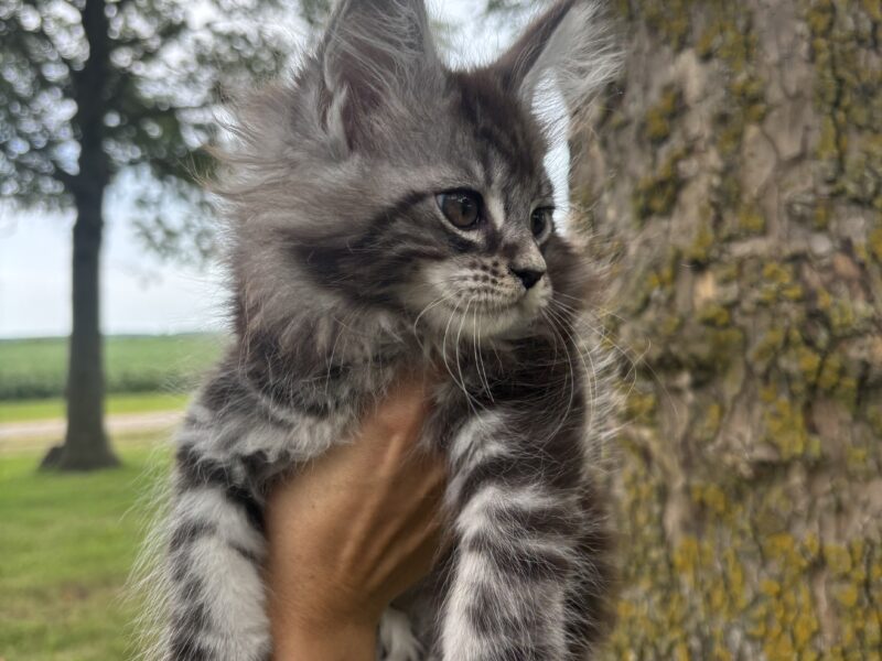 Juniper