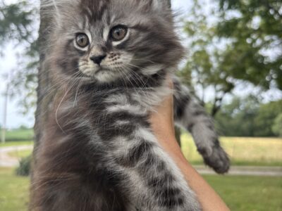 Juniper