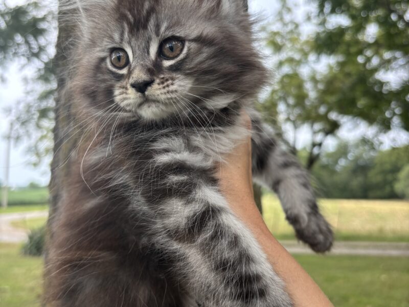 Juniper