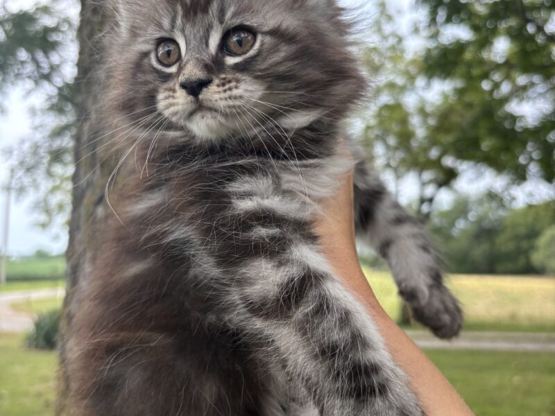 Juniper