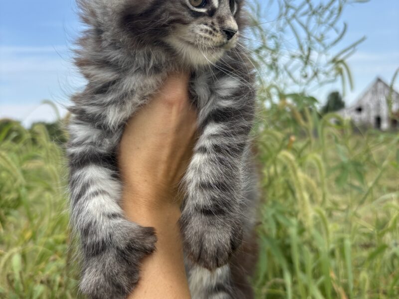 Jazzy Polydactyl