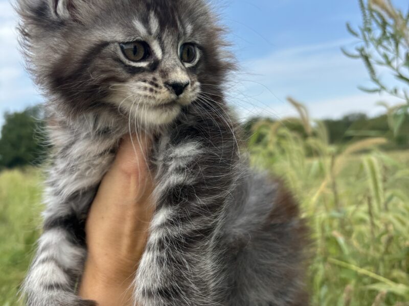 Jazzy Polydactyl