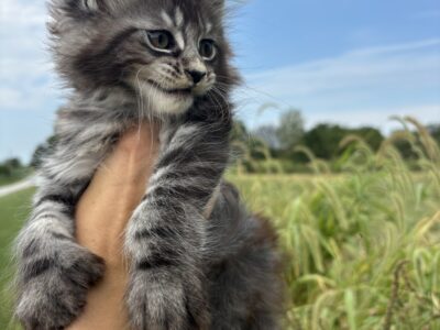 Jazzy Polydactyl