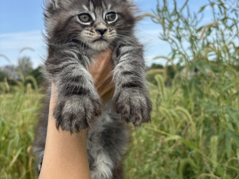 Jazzy Polydactyl