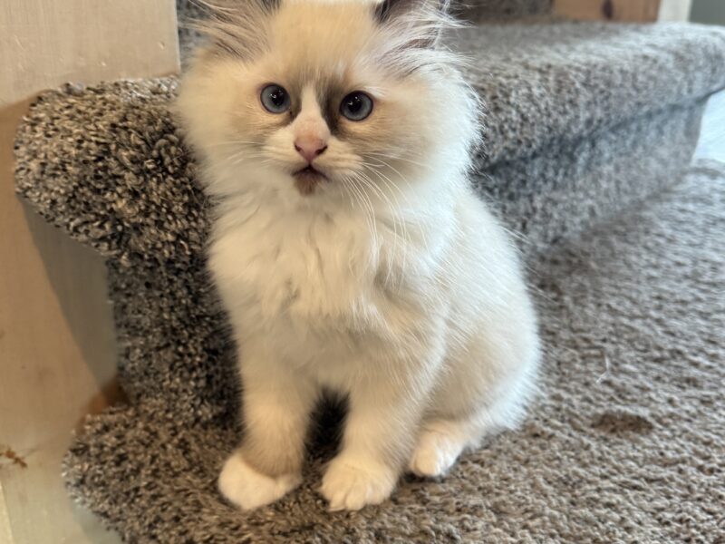 2 Male Ragdoll Kittens for sale